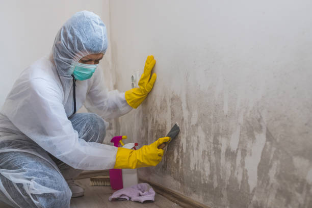 Best Crawl Space Mold Remediation in Perth Amboy, NJ