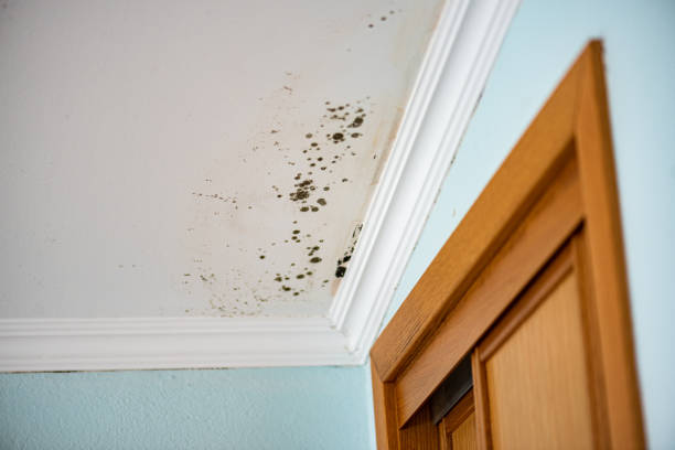 Perth Amboy, NJ Mold Remediation Company