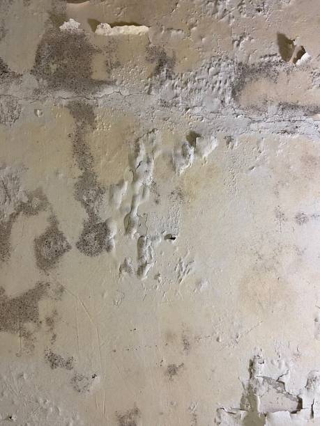 Best Mold Remediation for Specific Building Types in Perth Amboy, NJ