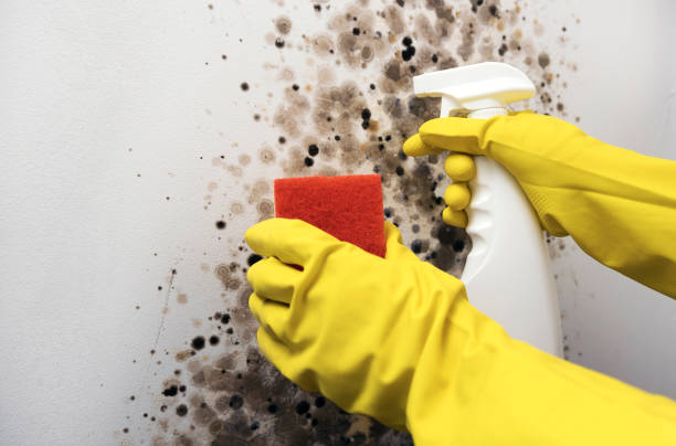 Best Residential Mold Remediation in Perth Amboy, NJ