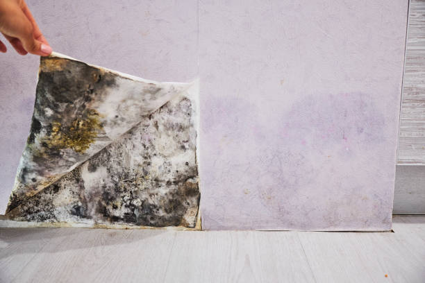 Best Insurance-Related Mold Remediation in Perth Amboy, NJ